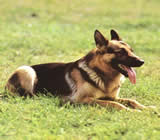 Adestramento de cães no Pari